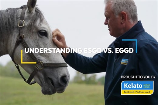 Video: Understanding Squamous Ulcers vs. Glandular Ulcers in Horses
