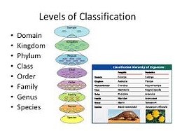 7.3 Classification of Biodiversity