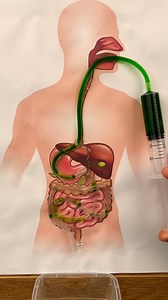 Understanding how digestion works | Genius Inventions