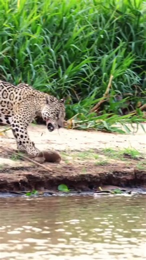 Amazing Sounds of Wildlife: Birds and Animals