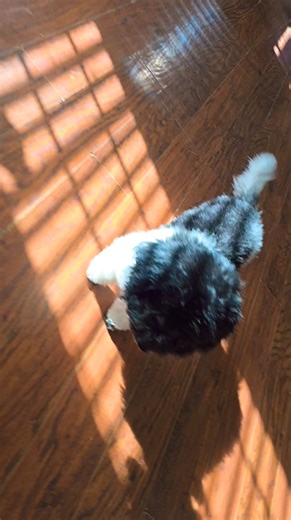 Petite 2nd generation Cockapoo. 15lbs at maturity. Purple collar- Male Cppadopt.com | Cockapoos N Poodles of Western Ky