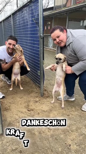 KRAFTWERK ANIMALS🇩🇪| Tierschutz on Instagram: "Danke. Danke. Danke. ♥️🐾 @felex_dkrt, unser Cluster Manager aus Soest war für Kraftwerk Animals im Tierheim Soest und hat die Spenden unserer Mitglieder persönlich vorbeigebracht. Und dafür möchten wir heute vor allem eines sagen: DANKE. Danke an alle Mitglieder im @kraftwerkfitness.soest , die sich mit so viel Herz engagieren und zeigen, dass Tierschutz nicht irgendwo passiert, sondern genau hier. 🤍 Danke an Felix, der sich die Zeit genommen ha