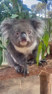 Tag someone who needs to come and say hello 👋 @clelandwildlifepark #clelandwildlifepark #koala #seesouthaustralia #visitadelaidehills #seeaustralia | Cleland Wildlife Park