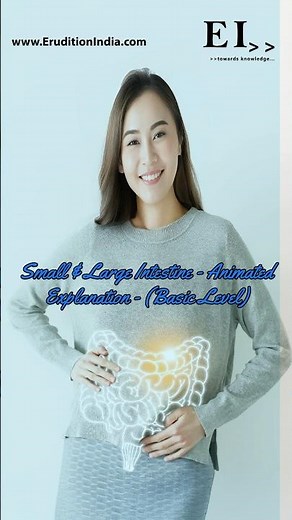 Small & Large Intestine - Animated Explanation - (Basic Level) #shortsapproach