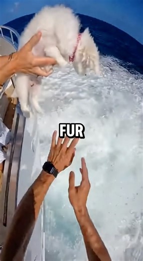 Man Saves Dog On Yacht