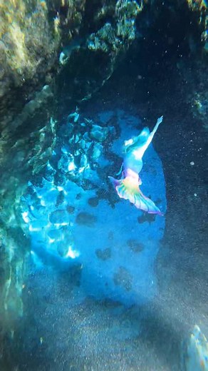 Want more h2o? 💙 Follow my IG @snowdroplis 🌈 #thewanderingmermaid #bluehair #rainbow #mermaid #siren #swim #underwater #mermaidtail