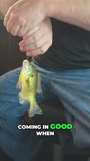 Ice Fishing Secrets: Find Fish in South Dakota's Lakes! #shorts