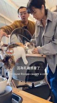養了10年的貓第一次重感冒！