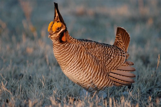 Feds remove protections for lesser prairie chicken; Kansas lawmakers celebrate