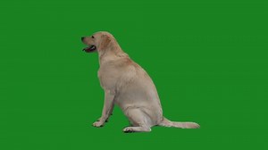 Labrador sits on a green screen, side view