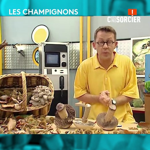29K views · 1K reactions | Regardez attentivement cette vidéo de Jamy Gourmaud avant de partir à la cueillette aux champignons ! | C'est pas sorcier | Facebook