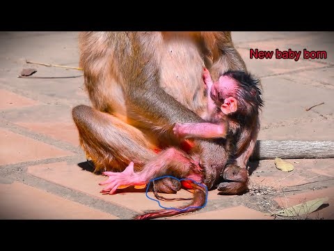 Just a few hour born, New macaque tries to drink mik from young monkey mother