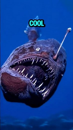 How Do Angler Fish Light Up💡 🐠