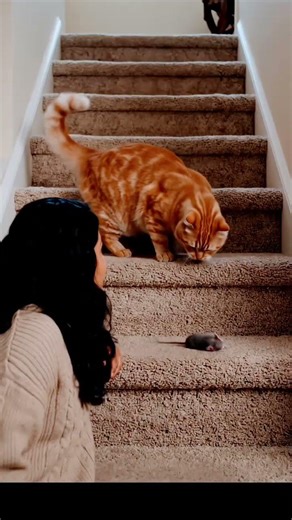 #cats #cat #mouse #deadmau5