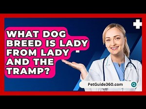 What Dog Breed Is Lady From Lady And The Tramp? - PetGuide360.com