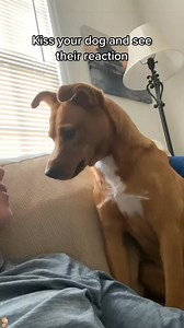 139K views · 6.9K reactions | Kiss your dog and see their reaction 藍#dog _#1 #dogs #funny #funnyvideos #funnydog | Pet's Store | Facebook