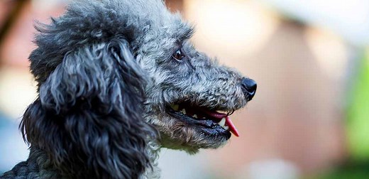 Blue Poodle Care, Coat Facts and Color Genetics