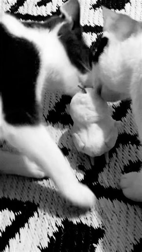 Funny cats play fun toy #funnycats #playtime