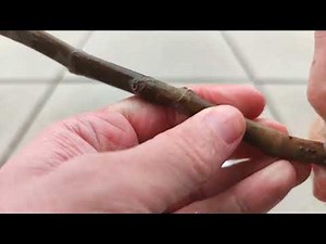 Feigen Stecklinge Pflanztag Ficus carica Stecklinge Post Sendung aus Klagenfurt Kärnten