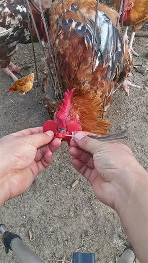 You Won’t Believe What’s Happening to This Rooster! 😱🐔 | Amazing Chicken Moment.