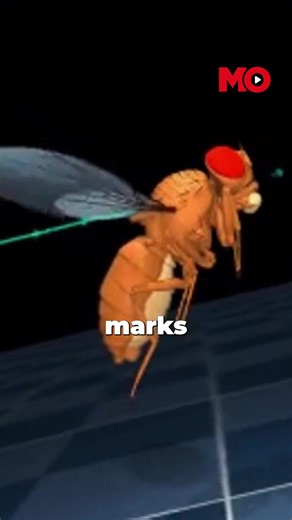 10K views · 33 reactions | Google DeepMind's AI model of a fruit fly simulates its movement with uncanny accuracy, leveraging physics and real footage. This breakthrough has vast implications for neuroscience, pharmaceuticals, robotics, and medical modeling, driving innovation in brain-body connections, drug testing, adaptive motion, and prosthetics. #Mo #AI #FruitFly #artificialintelligence | India Today | Facebook