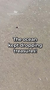 What’s the best shell you’ve ever spotted right as the tide receded? 🌊🐚 We had a great time shelling Keewaydin with Sand Dollar Shelling, Boat and Tiki Tours! 💯🏝️🛥️ The ocean kept dropping treasures — wave after wave, little gifts left behind as the water pulled back. This is the moment shellers wait for… eyes down, heart racing, and buckets ready. | Florida Shelling Fanatics