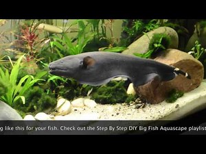 Big Black Ghost Knife Fish Exploring new home