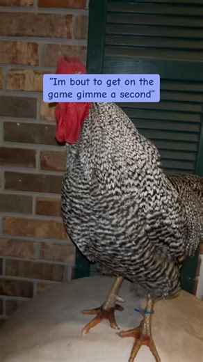 demihuman (@czepool)’s videos with original sound - ɴᴏꜱꜰᴇʀᴀᴛᴜ