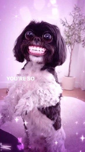 Awww: Shihtzu's Ultimate Cutest Moments
