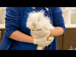 20 bunnies will soon be up for adoption at Houston SPCA