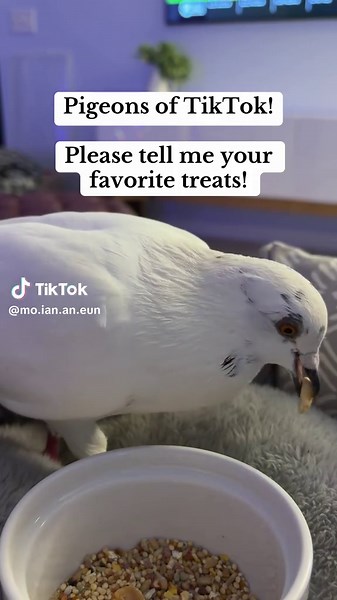 My human has heard of these magical mung beans but has yet to find them near us. I love peanuts and unshelled sunflower seeds but I know they aren’t as healthy as other treats. -Ian The Bird #petpigeon #pigeonsoftiktok #pigeon #petpigeonsoftiktok #seeb