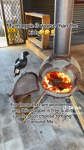 Understanding Australian Magpies Behavior