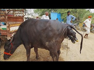 Buffalo giving birth a calf | Buffalo delivery | Buffalo first-time delivery processing video 2023