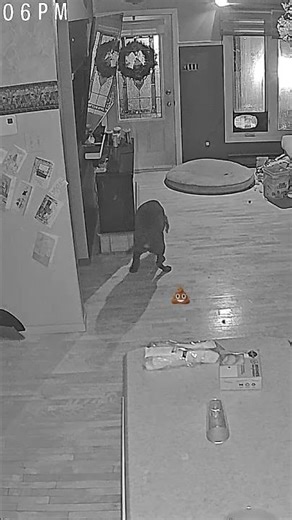 Brown Labrador poop Caca de Labrador brun #labrador #poop #caca #chien #dog #funny #drole