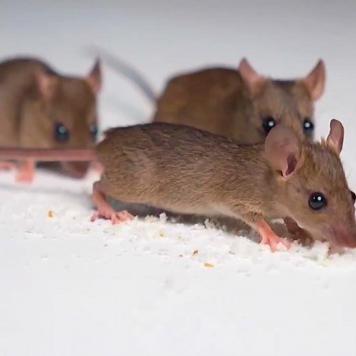 ULTIMATE Cat TV 🐀 REAL Mouse/Rat GAME for Cats to Watch | Feline Enrichment #shorts