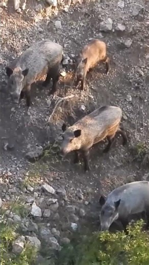 🐗 Relentless Pursuit – Wild Hog Hunting Action