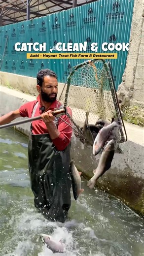 Omar Bin / Kashmirfoodgram | Catch , Clean & Cook Trout . 📍 Akad Park Pahalgam Road Kashmir . . #trout #fish #kashmirfoodgram #anantnag #pahalgam | Instagram