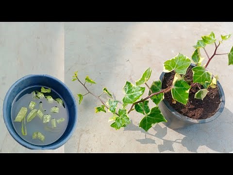 How to grow English Ivy plant at home fast || Easy care of English ivy plant at home!