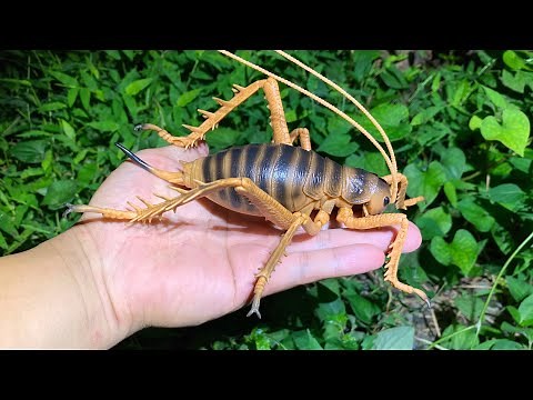 The world's largest rhaphidophoridae "Giant Weta"