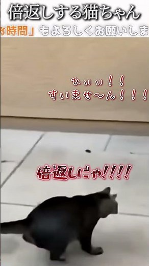 I tried dubbing a funny picture of a dog and cat with lots of things to comment on #383 [Double P...