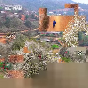 H’Mong village in medlar flower season 🌸 📍Nam Nghiep village, Son La | Amazing Things in Vietnam