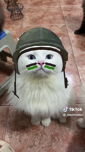 Fun and Adorable Commando Cats Compilation