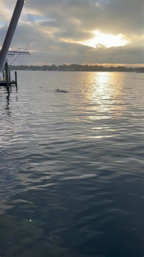 Come visit our home town #crystalriverfl #kingsbay #bestofthebest #flipperinthewild | St. Johns Tavern