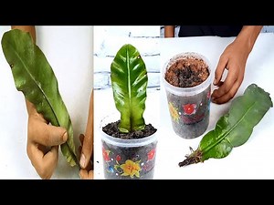 How to propagate Bird’s nest fern plant from single leaf