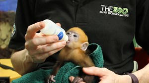 Watch Belfast Zoo's latest arrival nicknamed "Wee Red" enjoying a bottle from her adoptive mother Geraldine Murphy🐒 | Belfast Live
