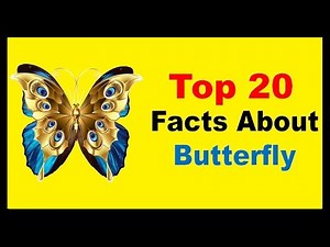 Butterfly - Facts