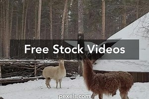 Polar Bears Videos, Download The BEST Free 4k Stock Video Footage & Polar Bears HD Video Clips