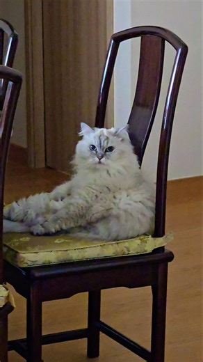 hello #cat #catshorts