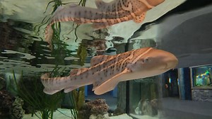 4.2K views · 285 reactions | It wouldn't be #sharkweek unless we...