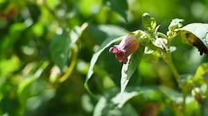 Bee, Great Cherry, Insect